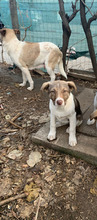 SOPHIA, Hund, Mischlingshund in Rumänien - Bild 5
