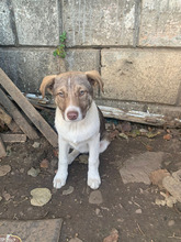 SOPHIA, Hund, Mischlingshund in Rumänien - Bild 7
