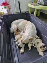 MISKA, Hund, Mischlingshund in Rumänien - Bild 3