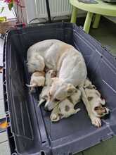 MISKA, Hund, Mischlingshund in Rumänien - Bild 4