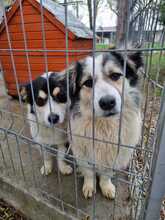 BELLO, Hund, Mischlingshund in Belgien - Bild 2