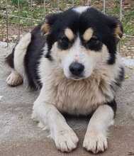 BELLO, Hund, Mischlingshund in Belgien - Bild 5