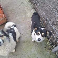 BELLO, Hund, Mischlingshund in Belgien - Bild 6