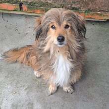 MARCUS, Hund, Mischlingshund in Belgien - Bild 1