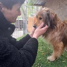 MARCUS, Hund, Mischlingshund in Belgien - Bild 2