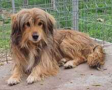 MARCUS, Hund, Mischlingshund in Belgien - Bild 3