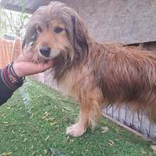 MARCUS, Hund, Mischlingshund in Belgien - Bild 4