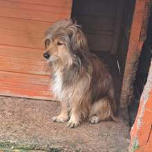 MARCUS, Hund, Mischlingshund in Belgien - Bild 5