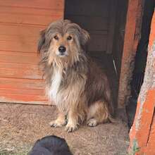 MARCUS, Hund, Mischlingshund in Belgien - Bild 6