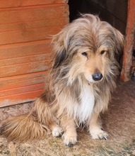 MARCUS, Hund, Mischlingshund in Belgien - Bild 7