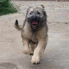 WILMA, Hund, Mischlingshund in Rumänien - Bild 12