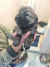 WILMA, Hund, Mischlingshund in Rumänien - Bild 4
