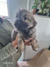 WILMA, Hund, Mischlingshund in Rumänien - Bild 5