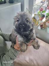 WILMA, Hund, Mischlingshund in Rumänien - Bild 7