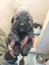 WILMA, Hund, Mischlingshund in Rumänien - Bild 8