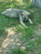 WILMA, Hund, Mischlingshund in Rumänien - Bild 9