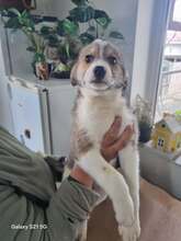 PAULI, Hund, Mischlingshund in Rumänien - Bild 1