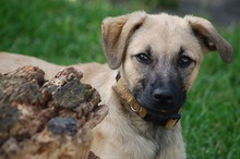 RUBY, Hund, Mischlingshund in Rumänien - Bild 10