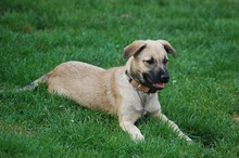 RUBY, Hund, Mischlingshund in Rumänien - Bild 11