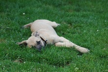 RUBY, Hund, Mischlingshund in Rumänien - Bild 12