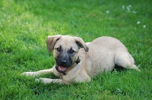 RUBY, Hund, Mischlingshund in Rumänien - Bild 13