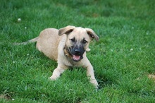 RUBY, Hund, Mischlingshund in Rumänien - Bild 14