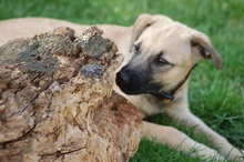 RUBY, Hund, Mischlingshund in Rumänien - Bild 15