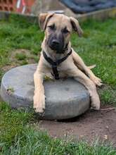 RUBY, Hund, Mischlingshund in Rumänien - Bild 16
