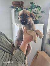 RUBY, Hund, Mischlingshund in Rumänien - Bild 6