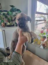 RUBY, Hund, Mischlingshund in Rumänien - Bild 9
