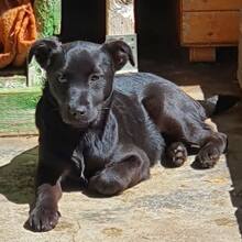 FARAH, Hund, Mischlingshund in Rumänien - Bild 4