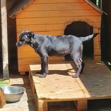 FARAH, Hund, Mischlingshund in Rumänien - Bild 5