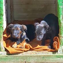 FARAH, Hund, Mischlingshund in Rumänien - Bild 6