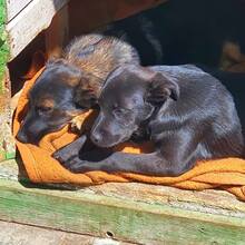 FARAH, Hund, Mischlingshund in Rumänien - Bild 7