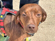 MAIA, Hund, Mischlingshund in Italien - Bild 1