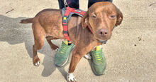 MAIA, Hund, Mischlingshund in Italien - Bild 2