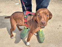 MAIA, Hund, Mischlingshund in Italien - Bild 3
