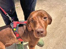 MAIA, Hund, Mischlingshund in Italien - Bild 5