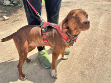 MAIA, Hund, Mischlingshund in Italien - Bild 6