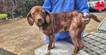 MAIA, Hund, Mischlingshund in Italien - Bild 7