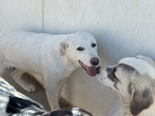 WAYNE, Hund, Labrador-Mix in Italien - Bild 1