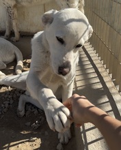 WAYNE, Hund, Labrador-Mix in Italien - Bild 2
