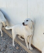 WAYNE, Hund, Labrador-Mix in Italien - Bild 3