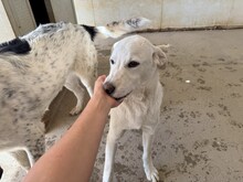 WAYNE, Hund, Labrador-Mix in Italien - Bild 5