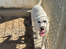 WAYNE, Hund, Labrador-Mix in Italien - Bild 6