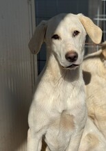 WINSTON, Hund, Labrador-Mix in Italien - Bild 1