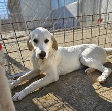 WINSTON, Hund, Labrador-Mix in Italien - Bild 2