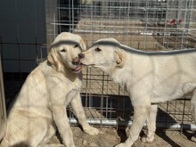 WINSTON, Hund, Labrador-Mix in Italien - Bild 3