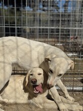 WINSTON, Hund, Labrador-Mix in Italien - Bild 4