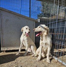 WINSTON, Hund, Labrador-Mix in Italien - Bild 5